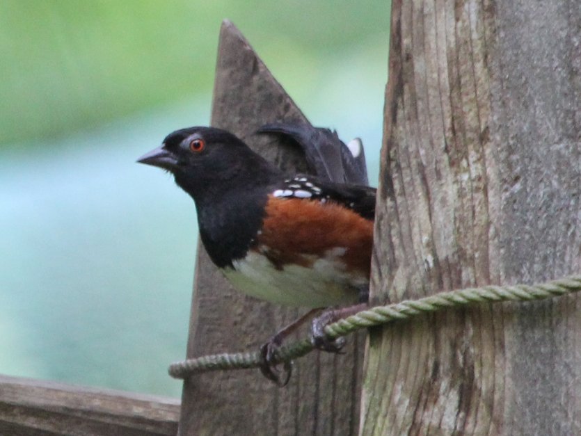 Spotted Towhee